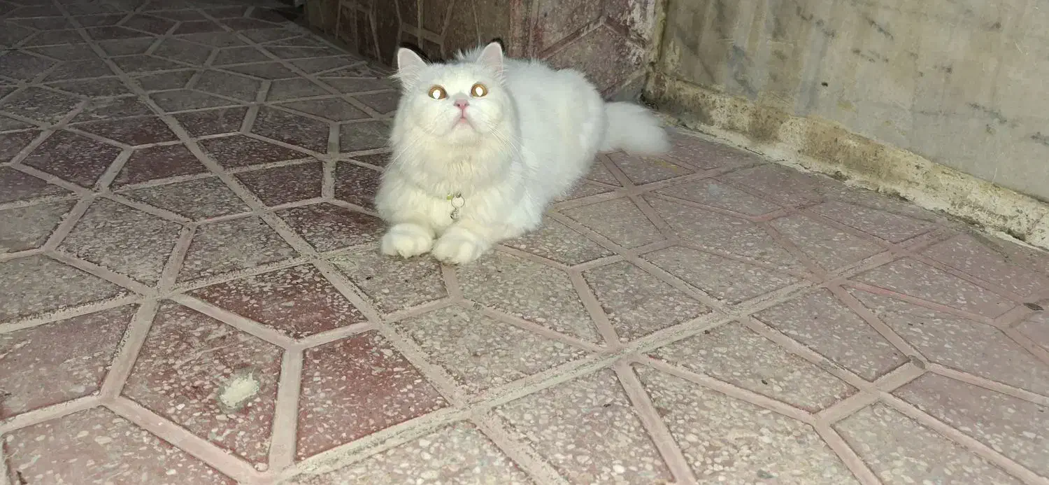 واگذاری گربه پرشین|گربه|مریوان, |دیوار