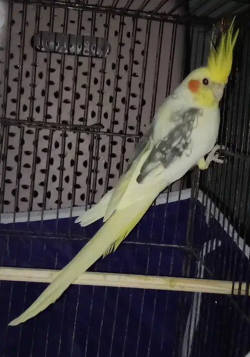 عروس نر مرواریدی|پرنده|مینودشت, |دیوار