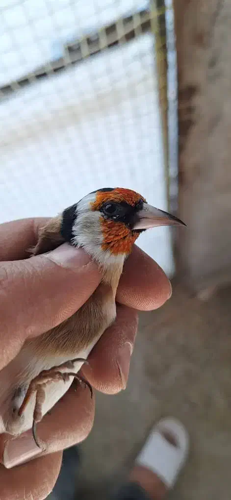 سهره|پرنده|قیدار, |دیوار