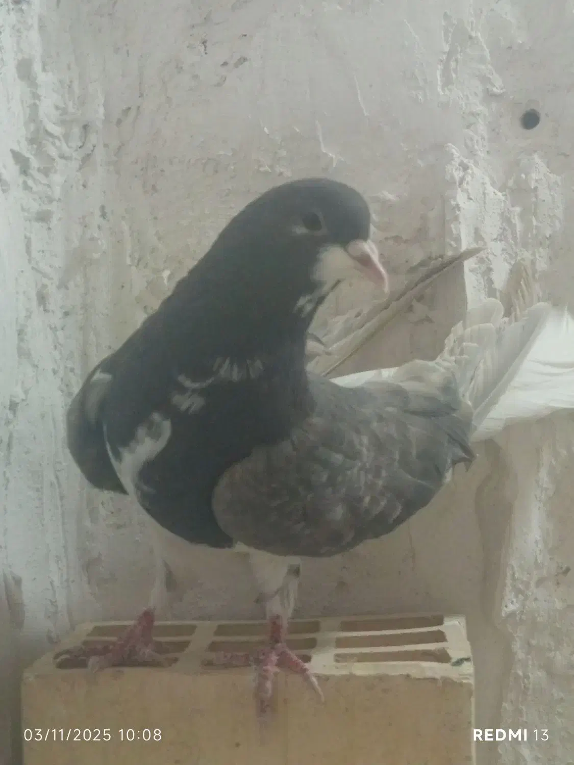 شهری ماده|پرنده|ارژن, |دیوار