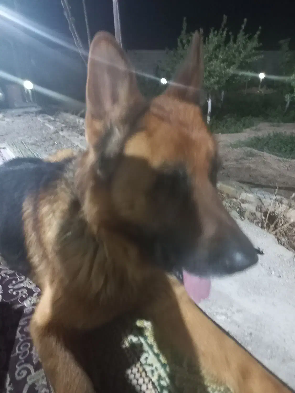 واگذاری سگ ژرمن|سگ|شاهینشهر, برخوار غرب|دیوار