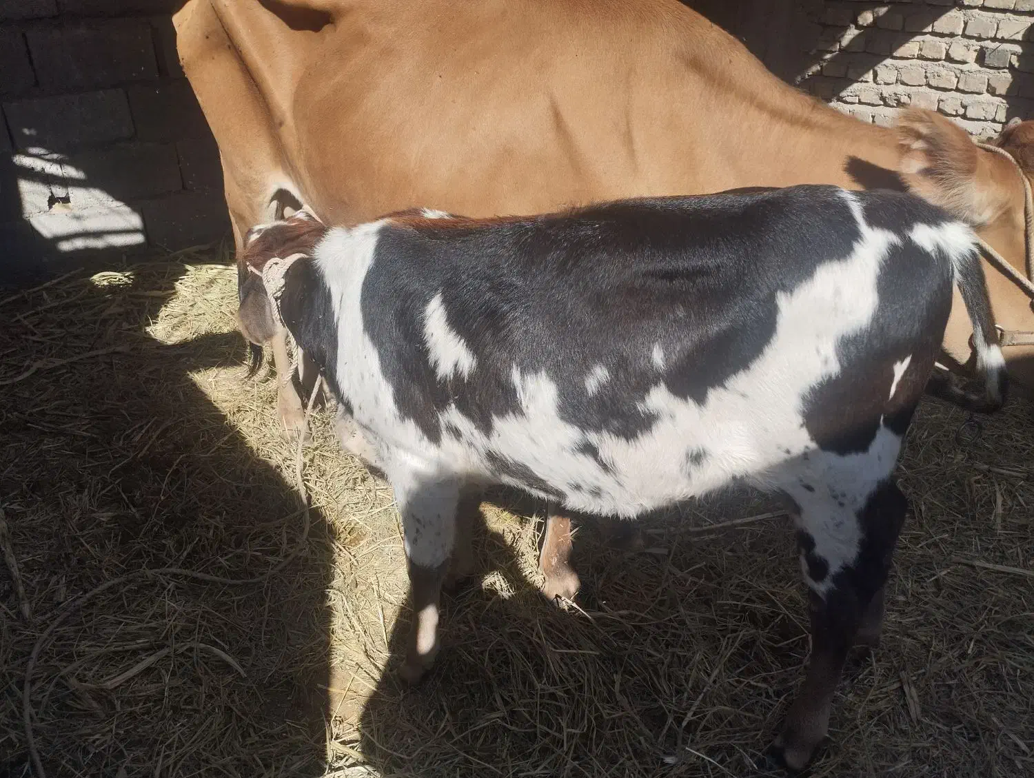 گاو ماده با گوساله|حیوانات مزرعه|دامن, |دیوار