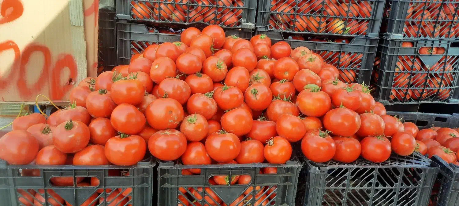 اب گوجه گیری  استیل وپیشرفته|آبمیوهگیر و آبمرکباتگیر|تالش, هشتپر|دیوار