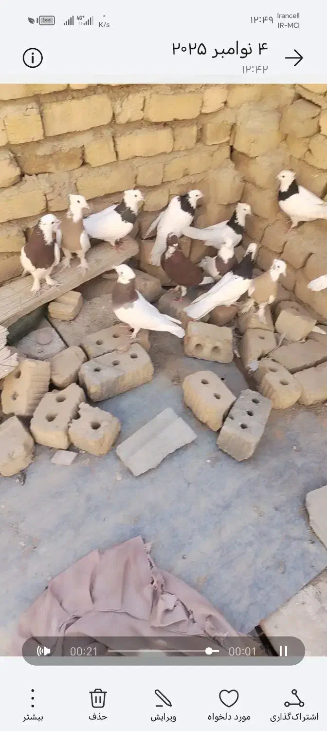 کوبترر|پرنده|طسوج, |دیوار