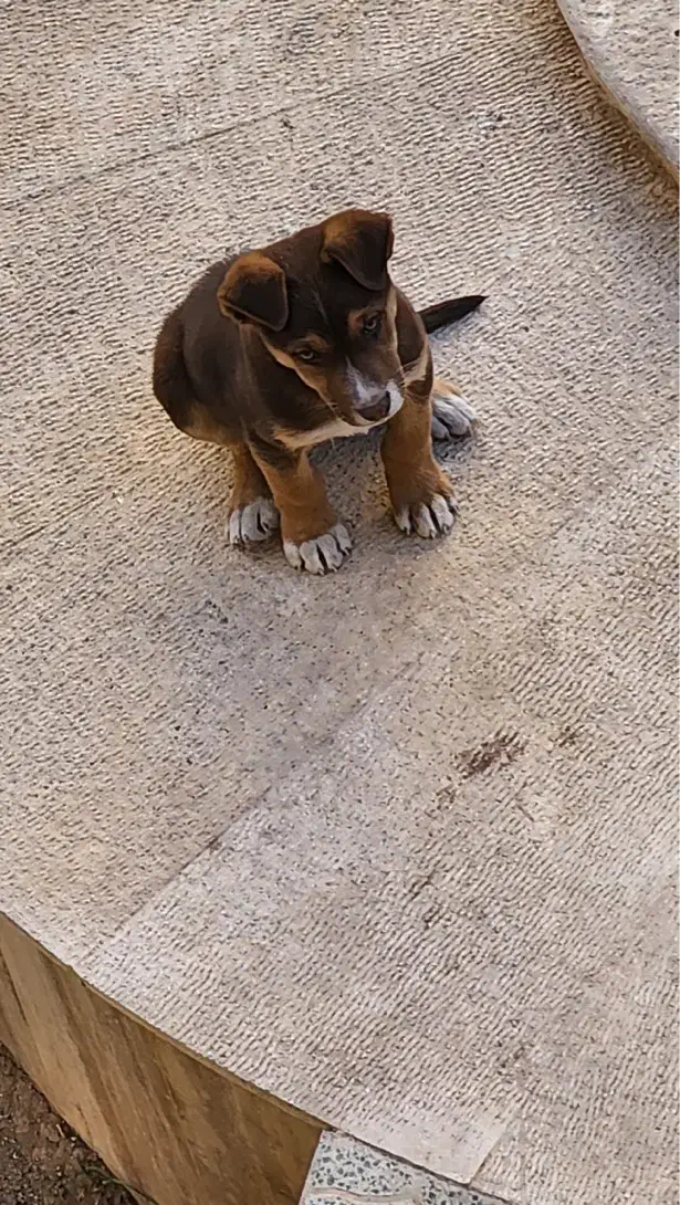 پیت بول مولوسر|سگ|سمنان, |دیوار