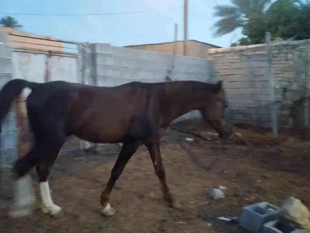 فروش اسب نژاد شاهزاده سین|اسب و تجهیزات اسبسواری|شیبکوه (فارس), |دیوار