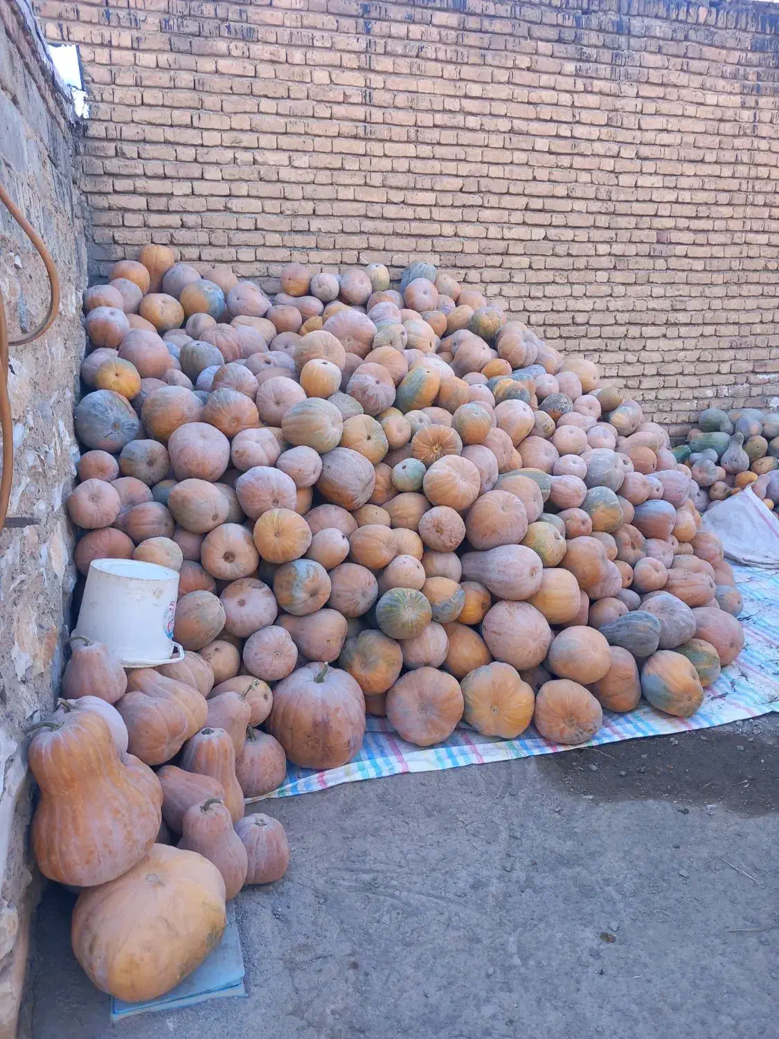 کدو حلوایی|خوردنی و آشامیدنی|کرمانشاه, |دیوار