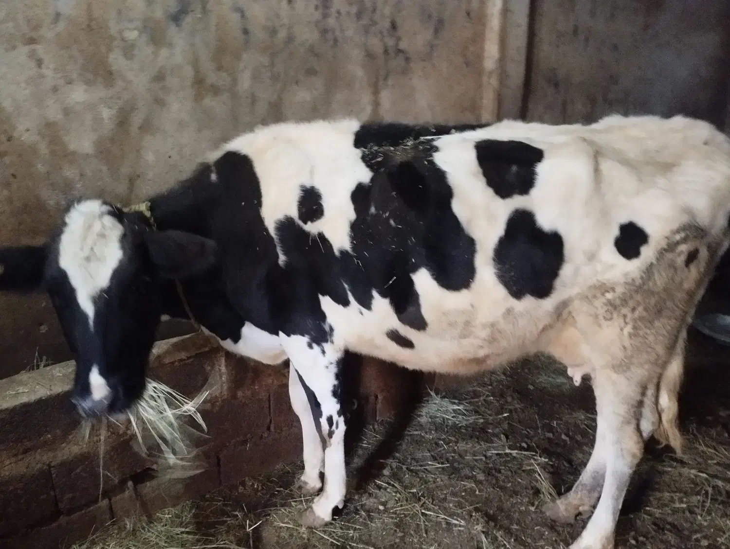 گاو|حیوانات مزرعه|ورزقان, |دیوار