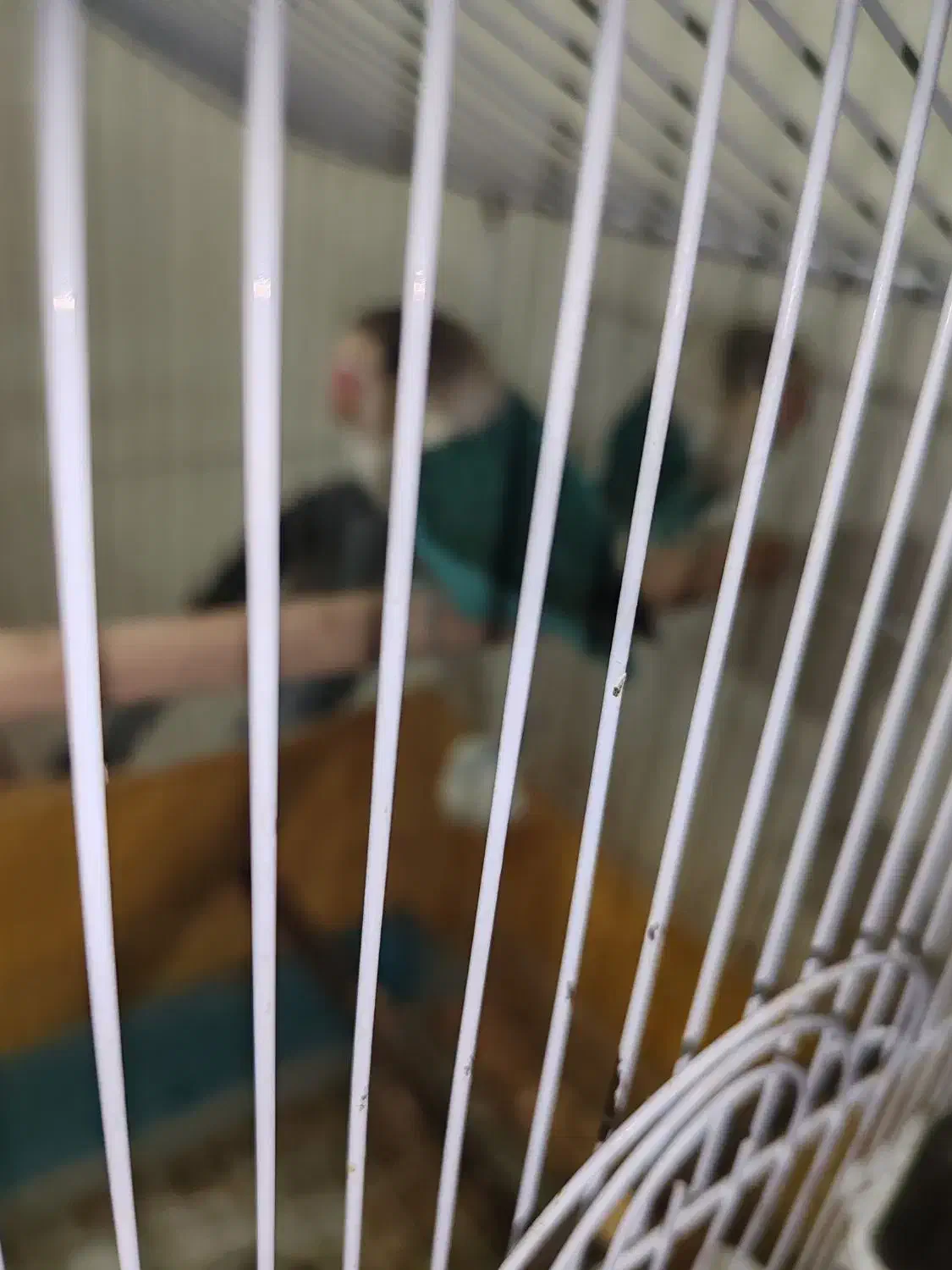 طوطی برزیلی|پرنده|مسجد سلیمان, |دیوار