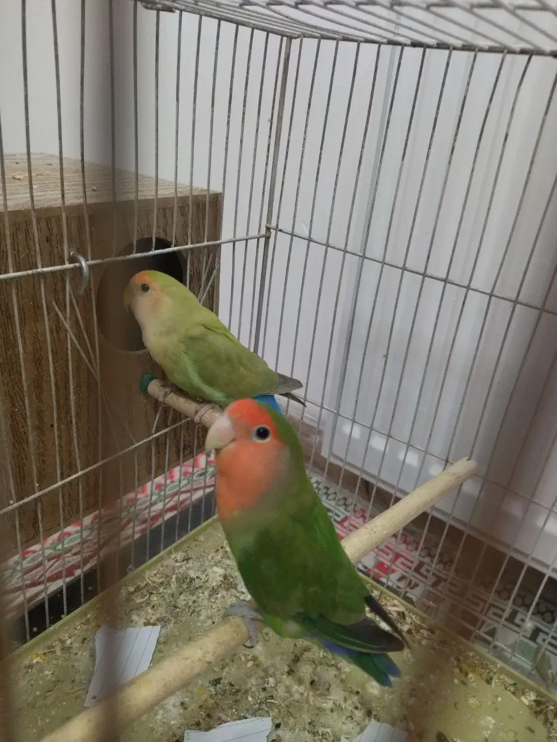 جفت طوطی کوتوله|پرنده|زرند, |دیوار