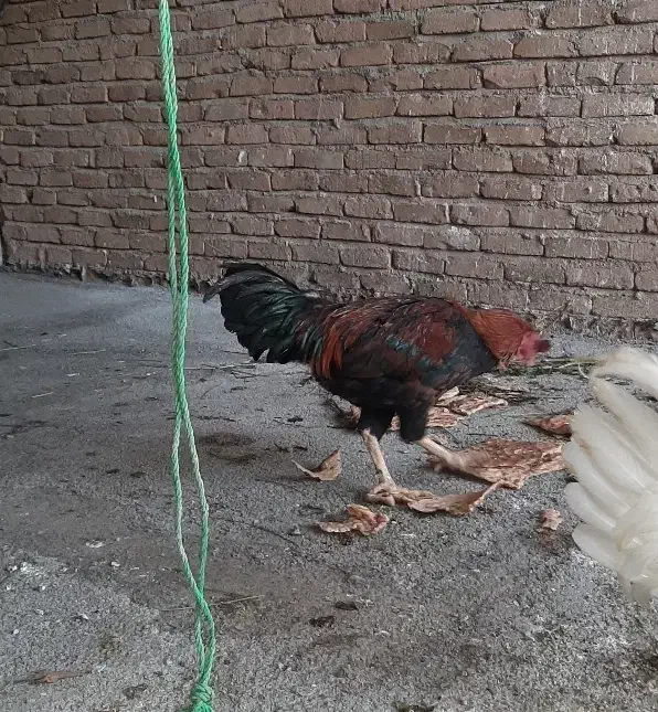 خروس لاری قرمز و خروس سفید|پرنده|همدان, |دیوار