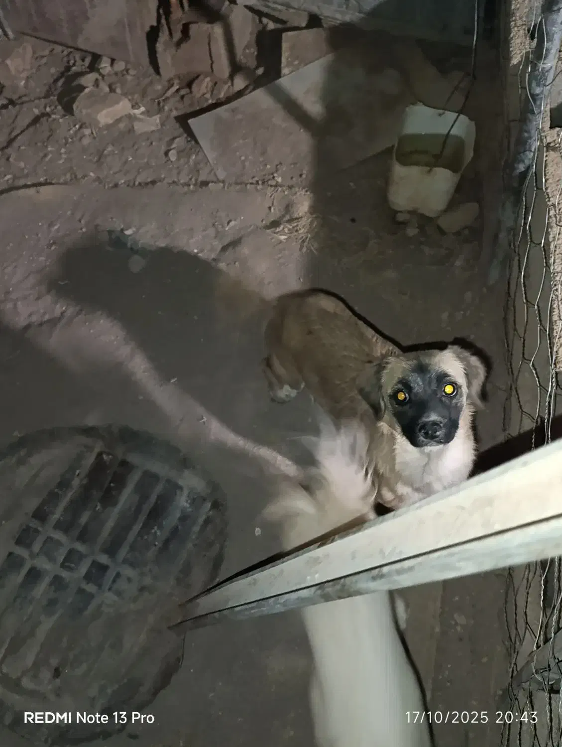 سگ اشپیتز پامر|سگ|کرمان, |دیوار