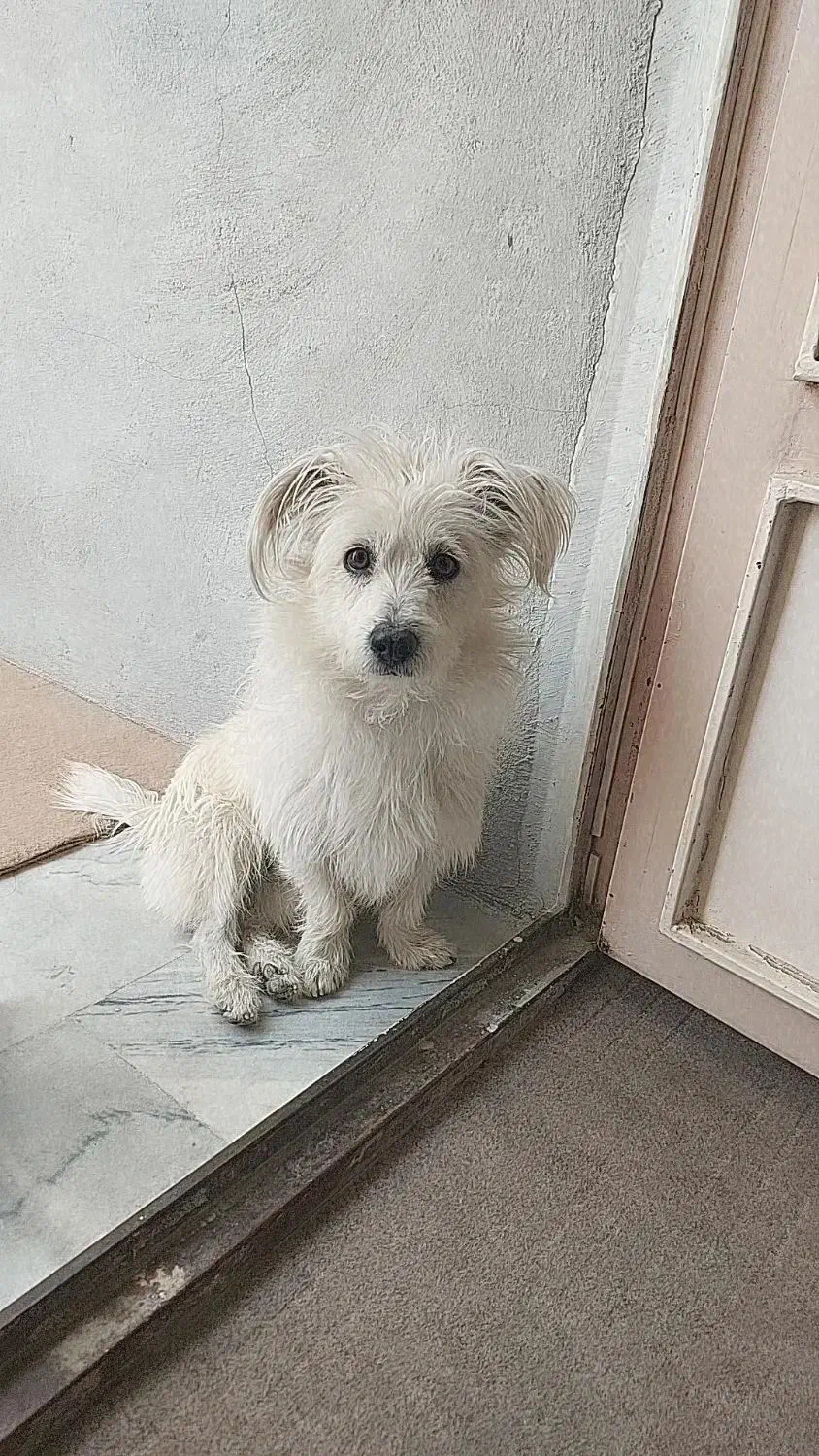 سگم گم شده|سگ|قروه, |دیوار