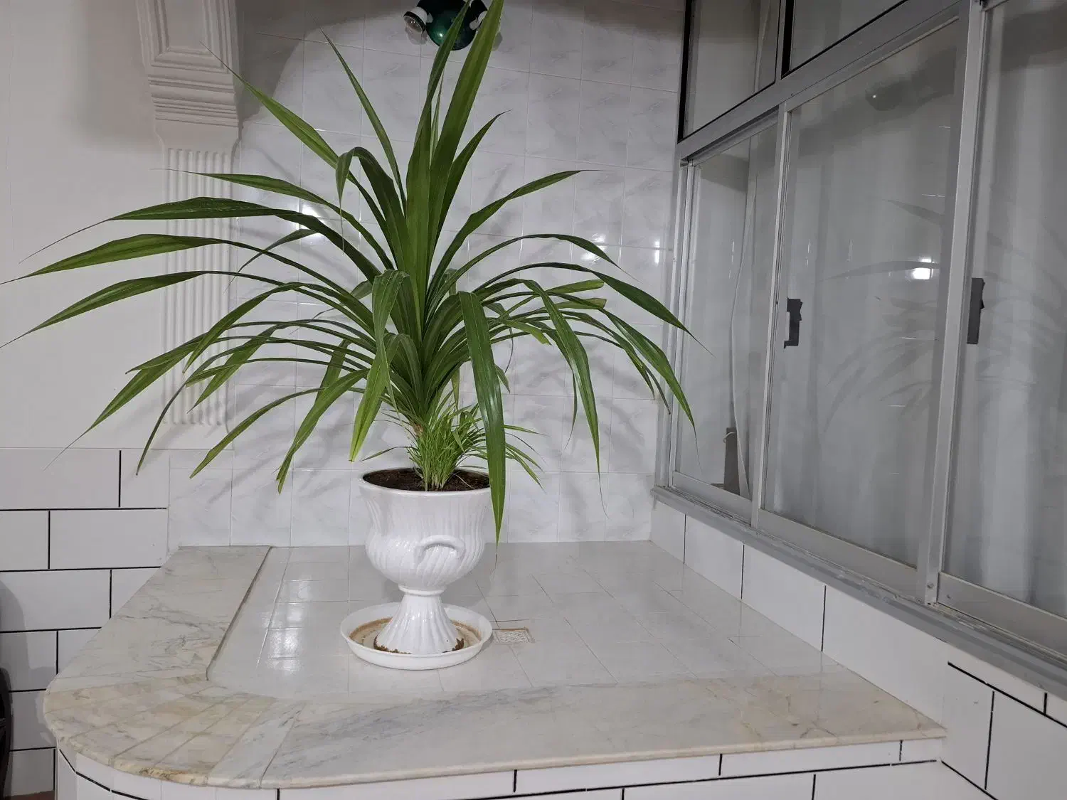 گل پاندانوس|گل و گیاه طبیعی|شاهرود, |دیوار