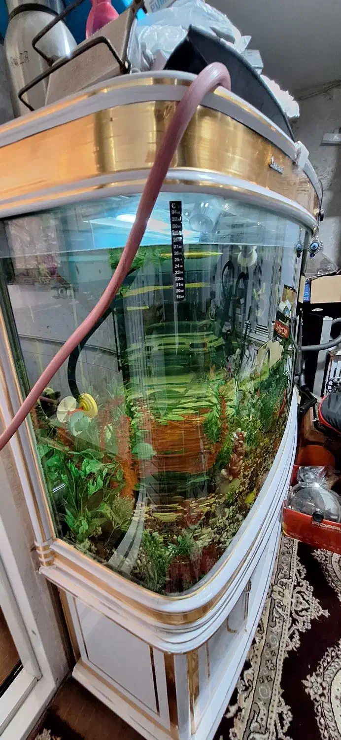 اگواریوم بالوازم برقی گل گلدون|ماهی|مشهد, ابوذر|دیوار