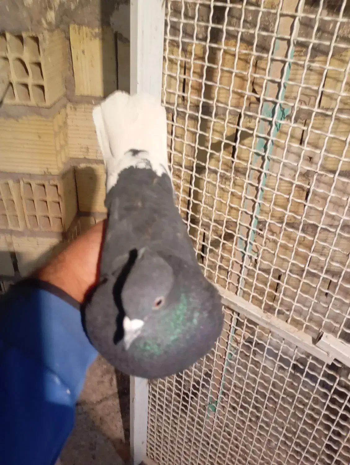 زاغدمسفید|پرنده|رفسنجان, |دیوار