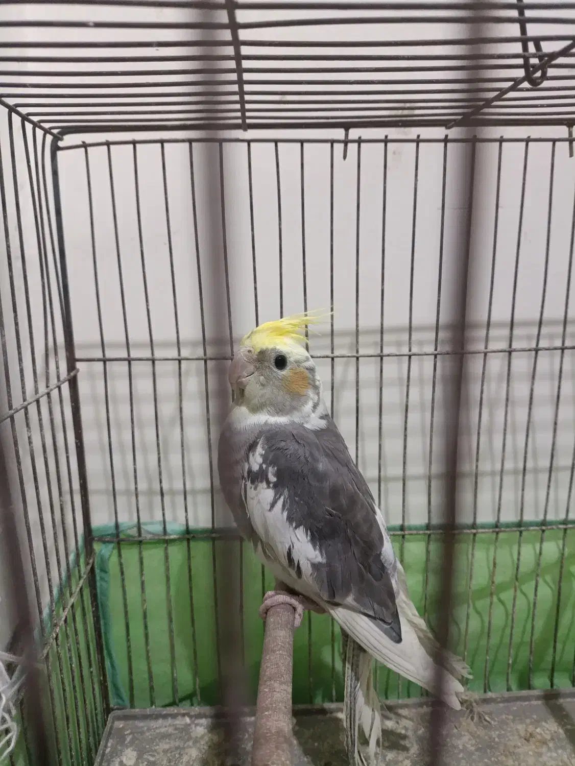 عروس هلندی نره|پرنده|بومهن, |دیوار