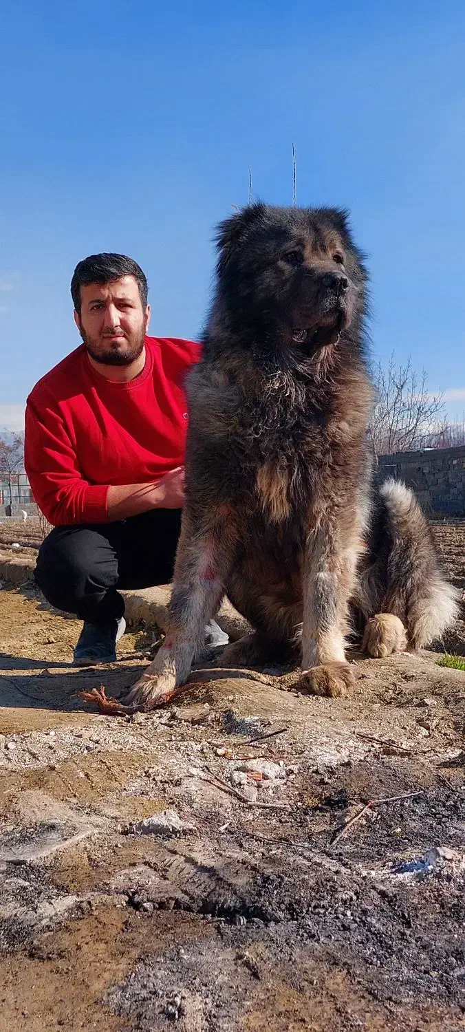 ۵ تا سگ خارجی از نژاد قفقازی|سگ|شاهینشهر, مورچه خورت|دیوار