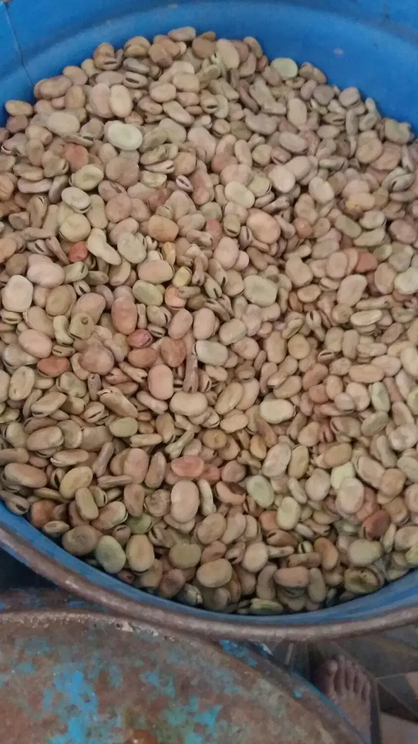 باقلا شاخ بزی نوبر تازه|خوردنی و آشامیدنی|دهلران, |دیوار