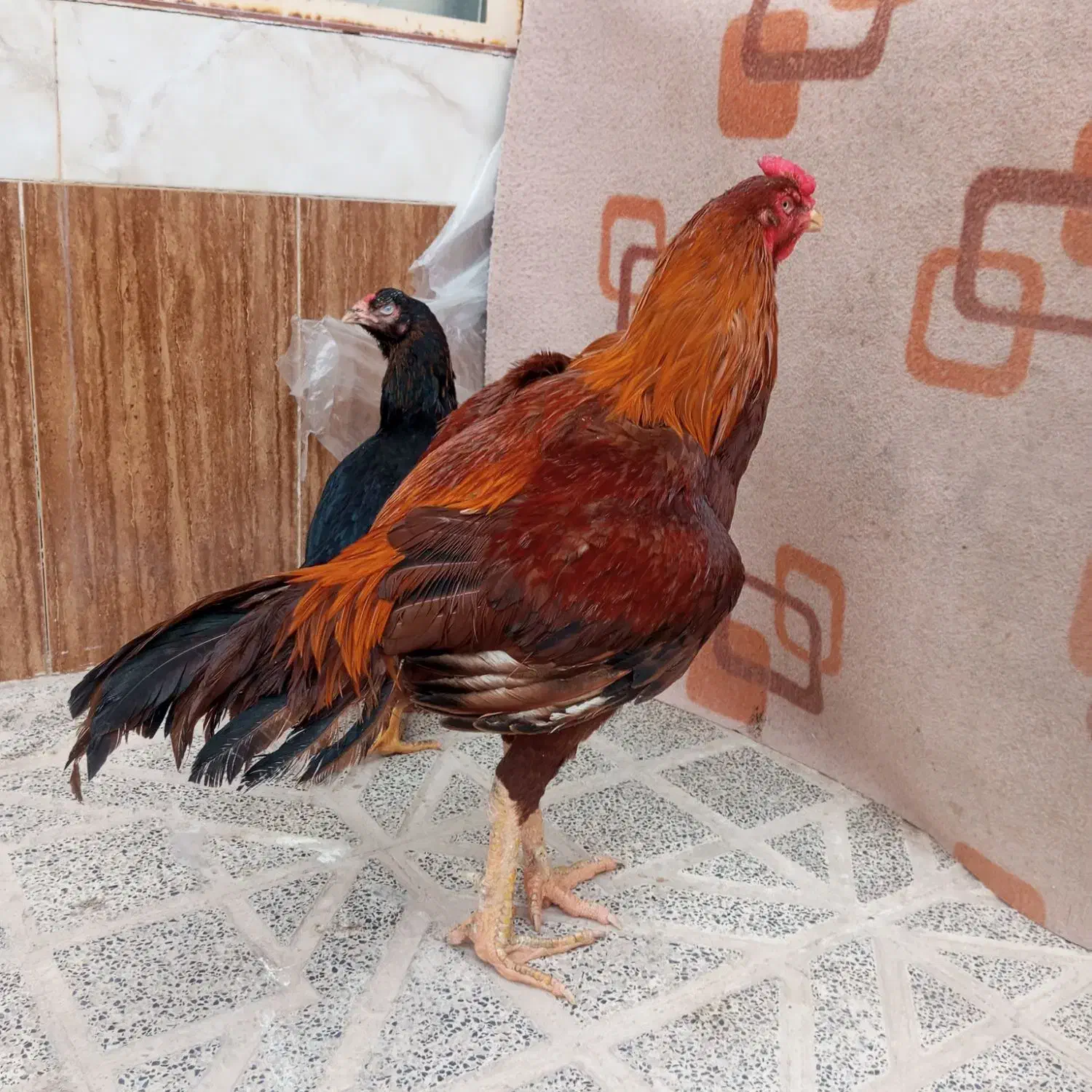 خروس|حیوانات مزرعه|تربت‌حیدریه, رباط سفلی|دیوار