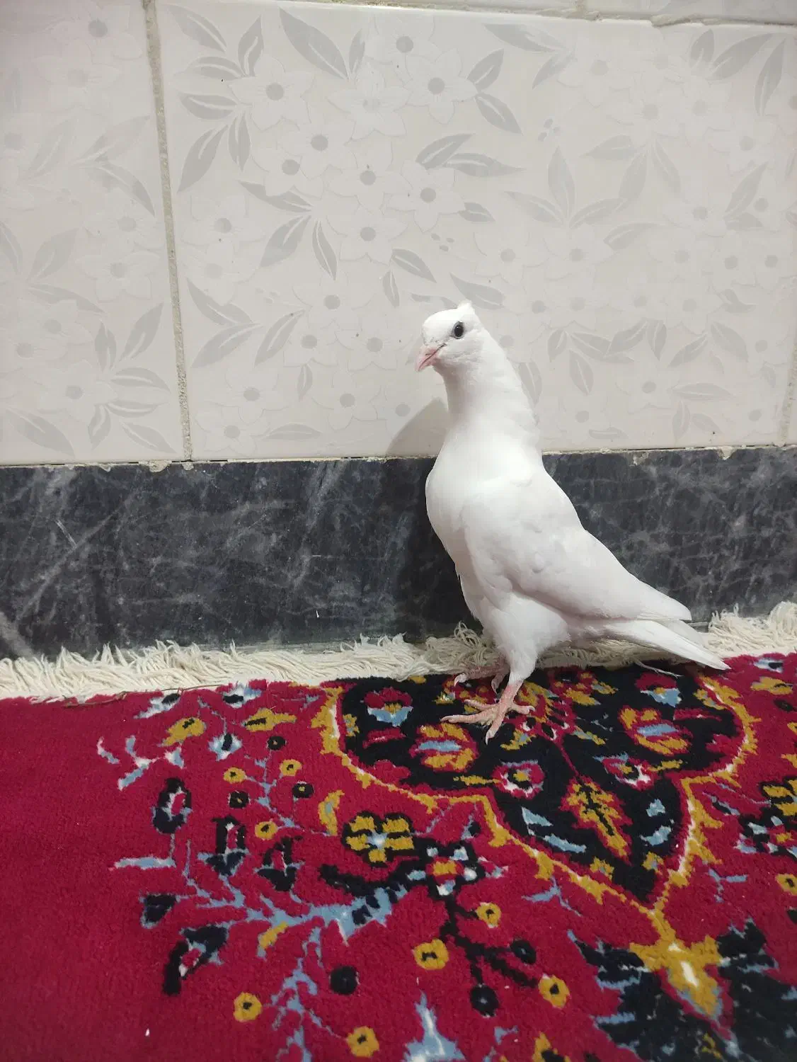 کفتر پرشی|پرنده|گوآور, |دیوار