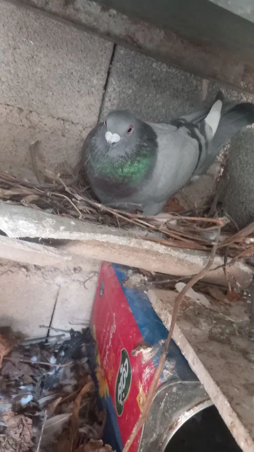 کبوتر۱۱عدد|پرنده|خان ببین, |دیوار