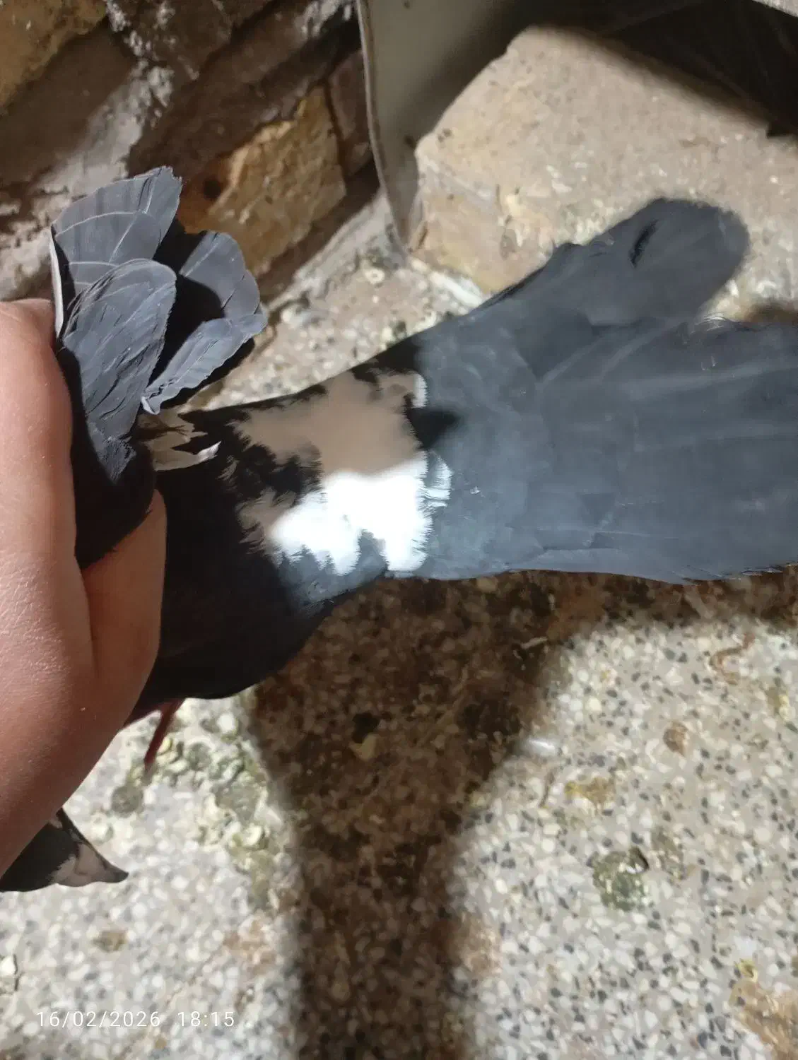 کفتر گمشده|حیوانات|رفسنجان, |دیوار