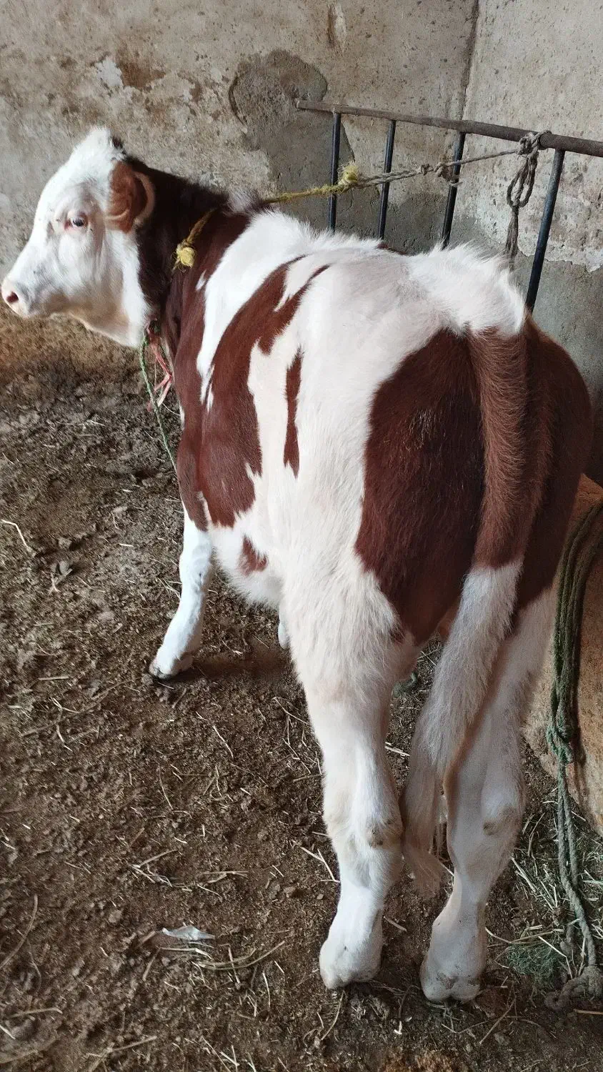 گوساله نر سیمیتال|حیوانات مزرعه|بکتاش, |دیوار