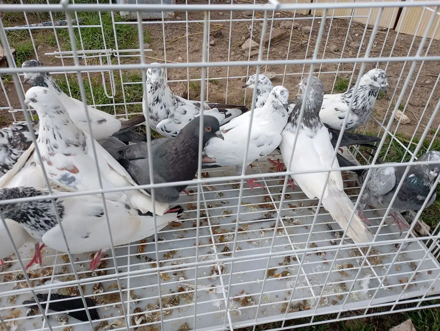 کبوتر دونیی ۱۵۰|پرنده|خشکبیجار, |دیوار