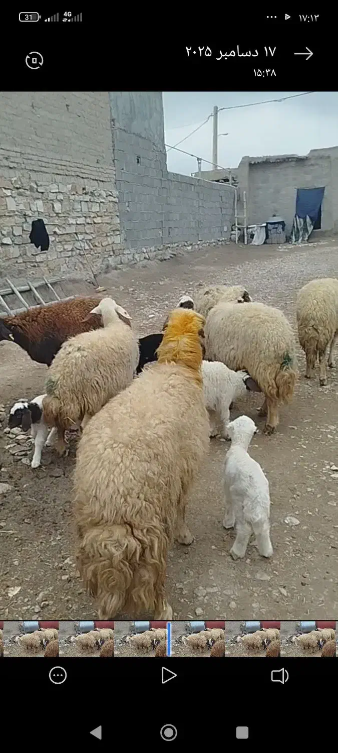 فروش 7عدد میش بره جوان|حیوانات مزرعه|ماهیدشت, |دیوار