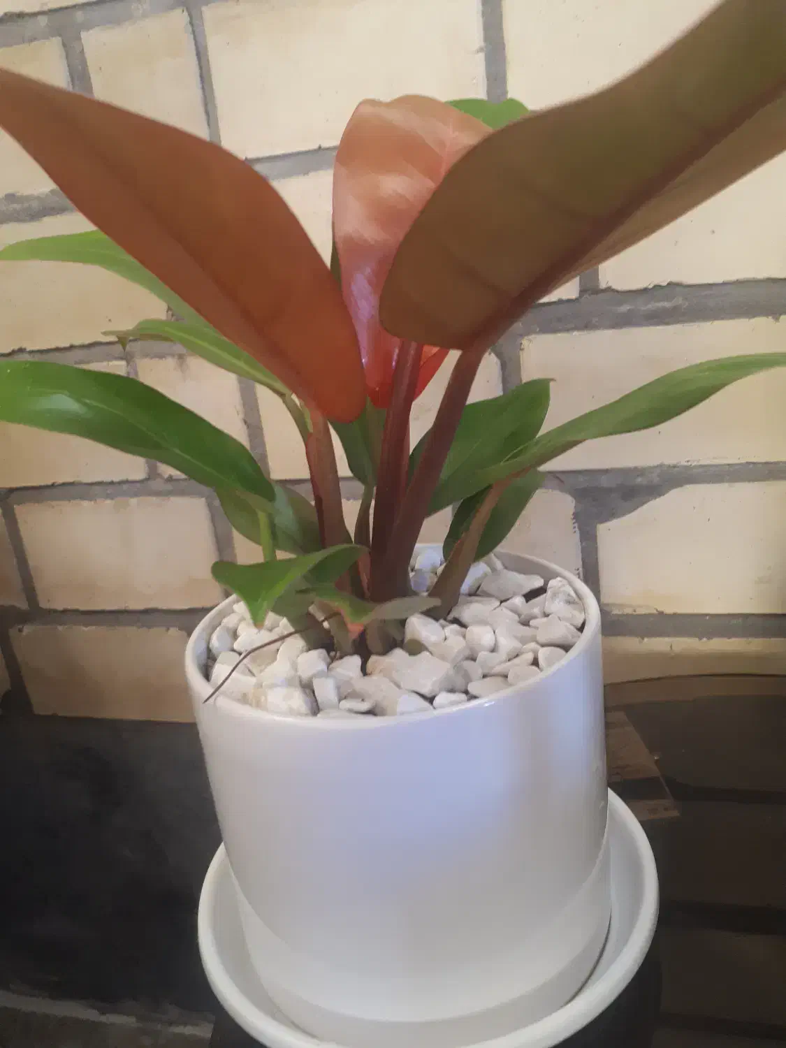 گل فیلودندرون شاهزاده|گل و گیاه طبیعی|پردیس, فاز ۱|دیوار