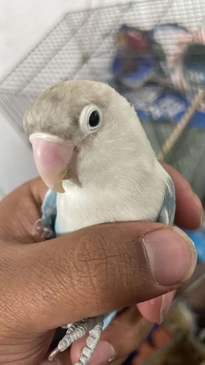 پرنده حیوانات لوازم پرنده طوطی برزیلی پا کوتاه|پرنده|قرچک, میرزائی جنوبی|دیوار