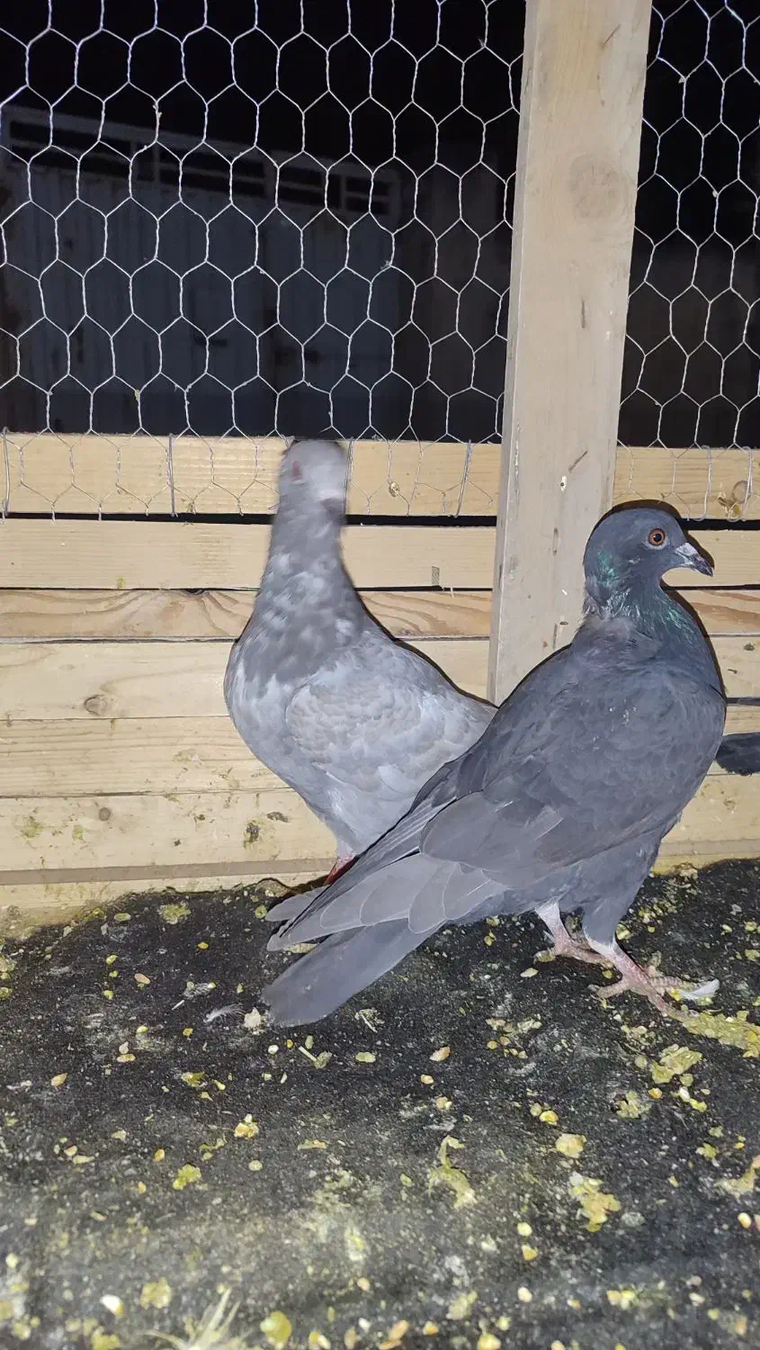 کبوتر|پرنده|گنبد کاووس, |دیوار