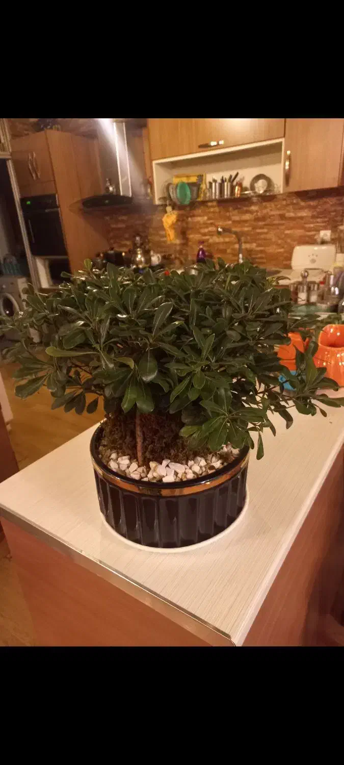 بن سای زاموفیلیا|گل و گیاه طبیعی|تهران, میرداماد|دیوار