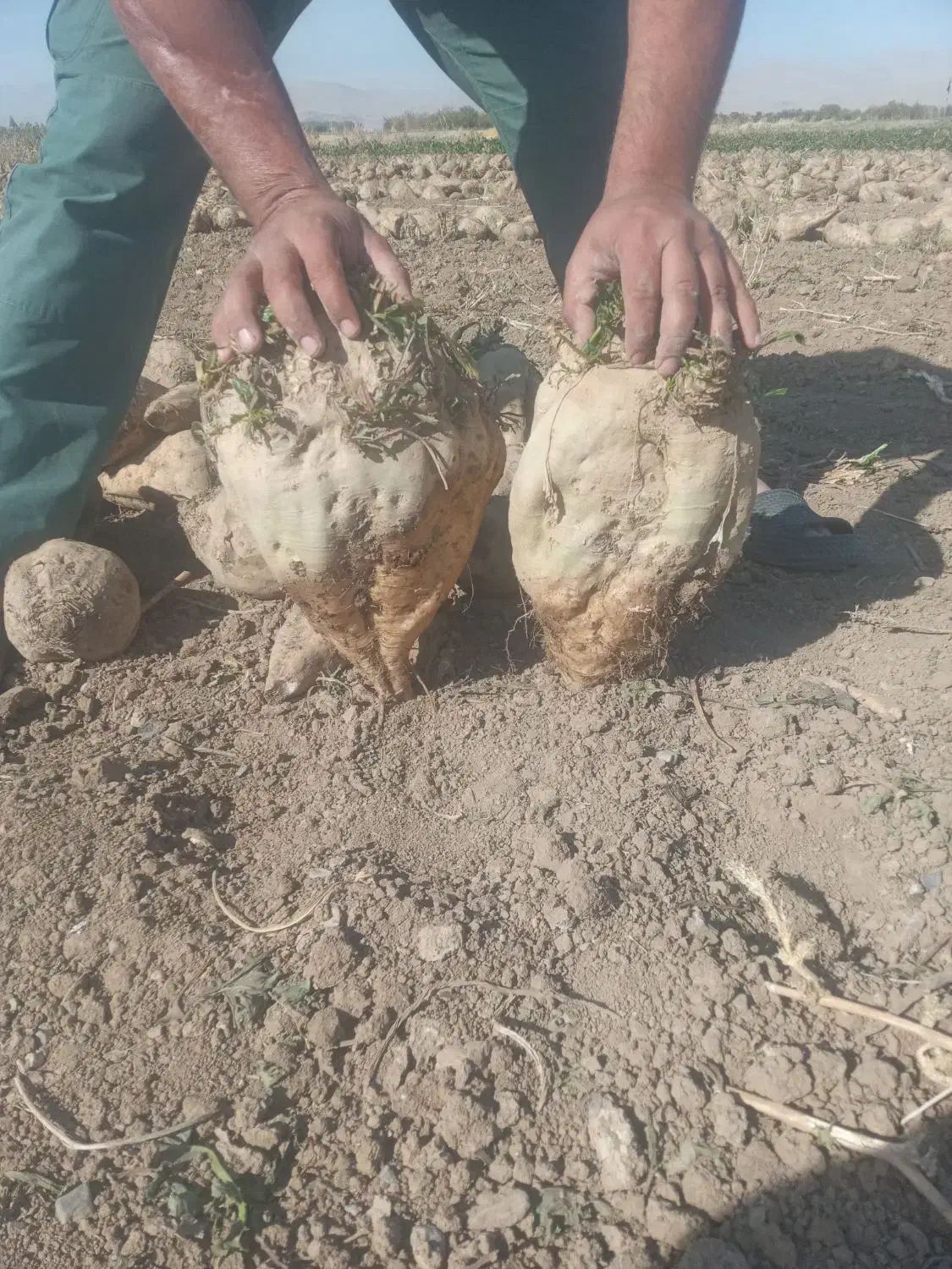 چغندر|لوازم جانبی حیوانات|مشهد, کلاهدوز|دیوار