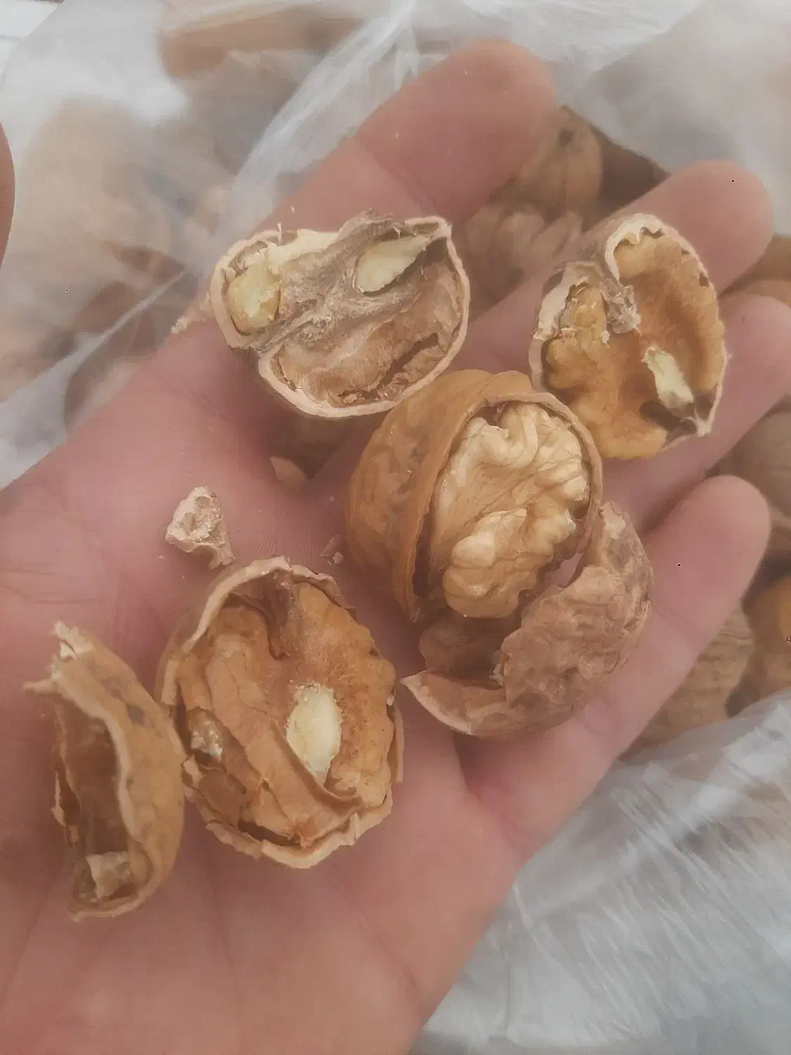 گردو پوست کاغذی بجنورد|خوردنی و آشامیدنی|ارطه, |دیوار