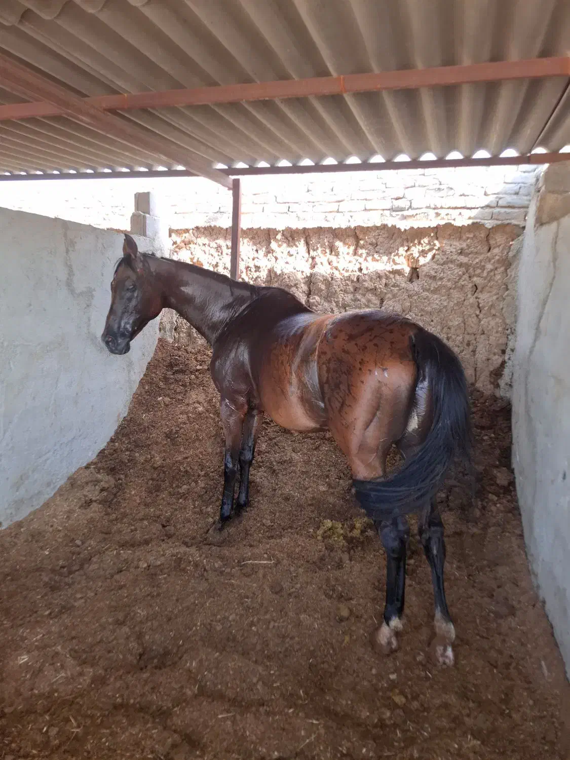 اسب ورزشی دوخون|اسب و تجهیزات اسب‌سواری|باقرشهر, |دیوار