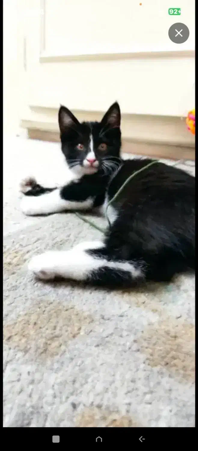 گربه واگذاری رایگان|گربه|تهران, کوثر|دیوار