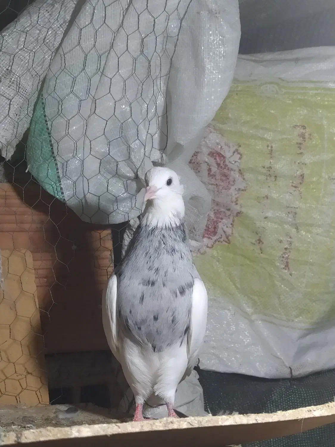 طوقی الماسی نر درشت|پرنده|قائمشهر, |دیوار