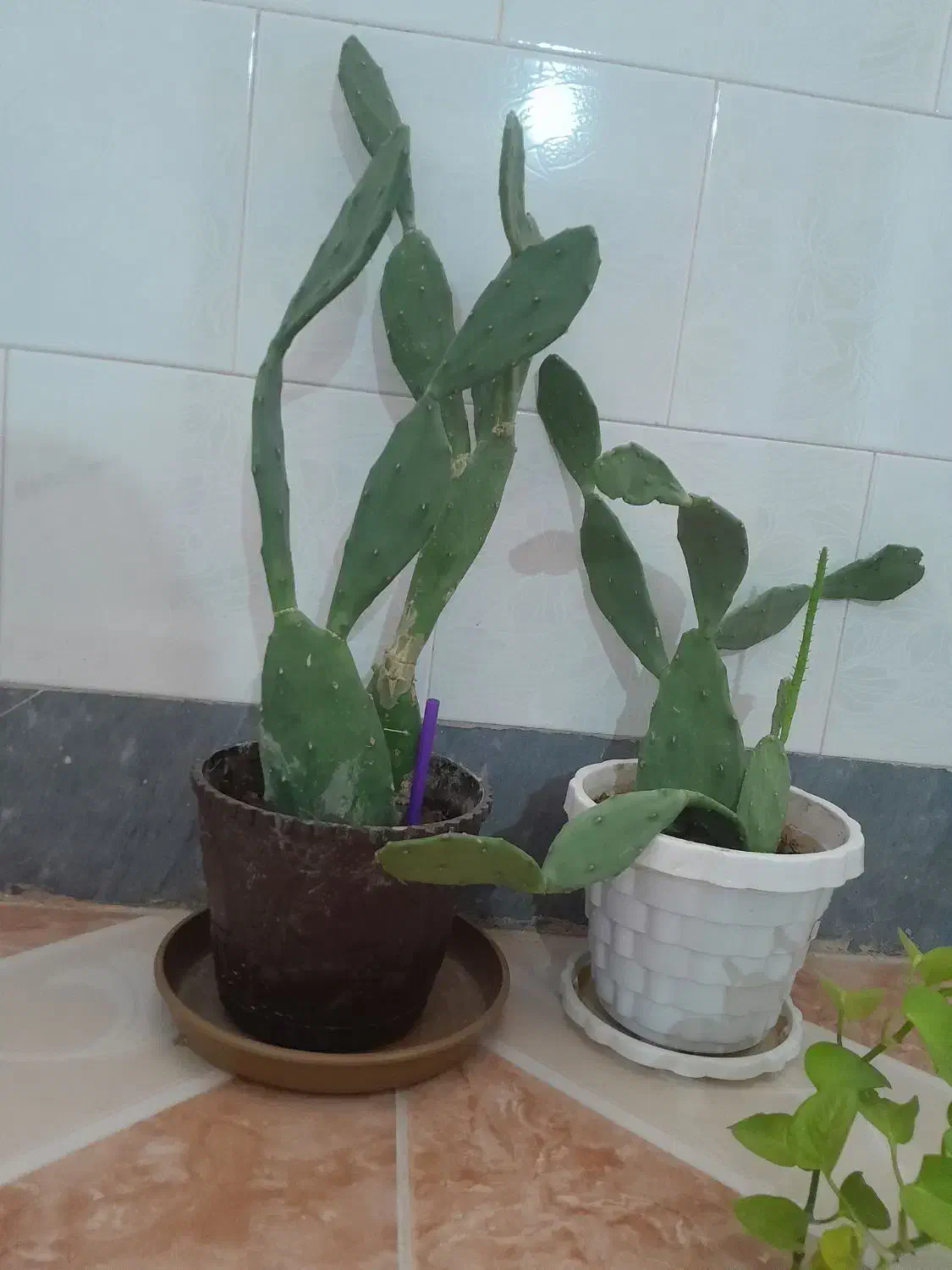 معاوضه گل کاکتوس باگل های دیگر|گل و گیاه طبیعی|مرودشت, ژیان|دیوار