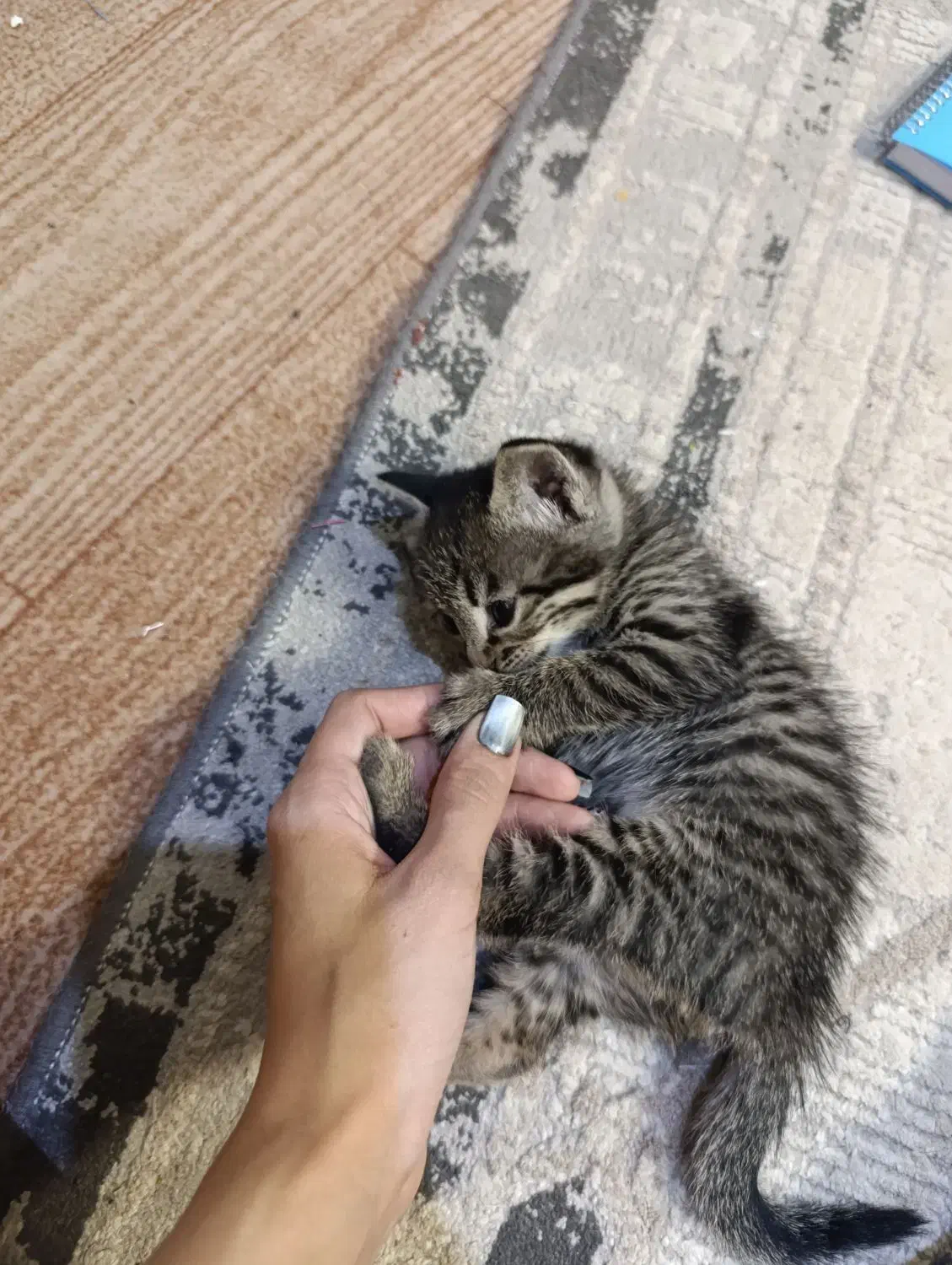 واگذاری گربه ۵ عدد ب صورت جدا یاچندتایی|گربه|پاکدشت, پاکدشت (مامازند)|دیوار