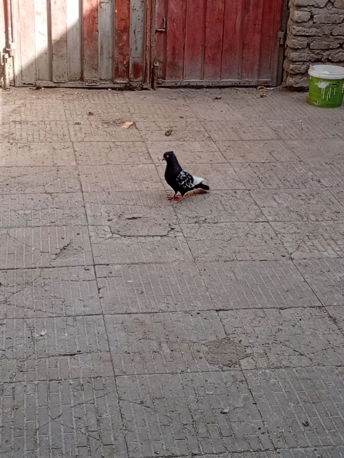 پرنده|پرنده|مشهد, خین عرب|دیوار