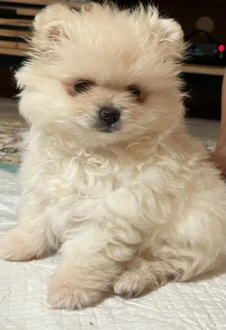 واگذاری هاپو پامر خرسی|سگ|بندر انزلی, جزیره|دیوار