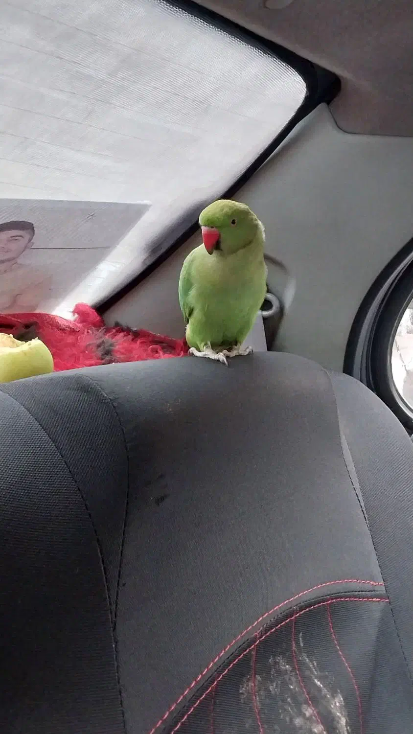 طوطی ملنگو|پرنده|قرچک, زیبا شهر|دیوار