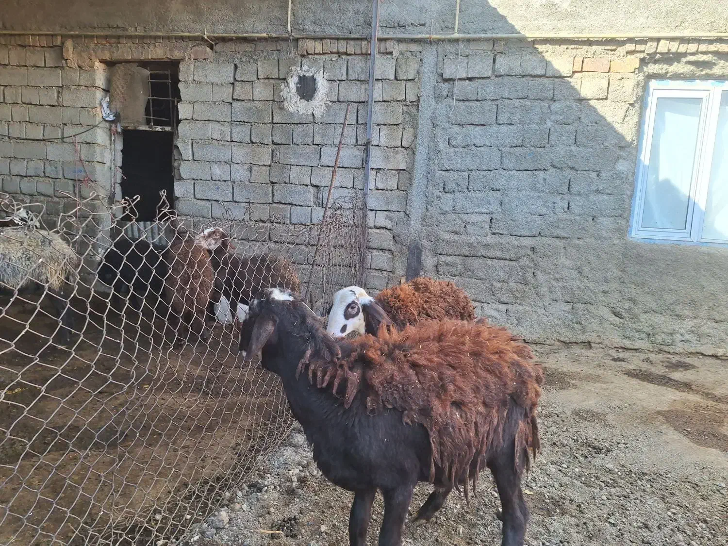 فروش دو راس بره قوچ اصل افشاری بدون عیب و نقص|حیوانات مزرعه|صحنه, |دیوار