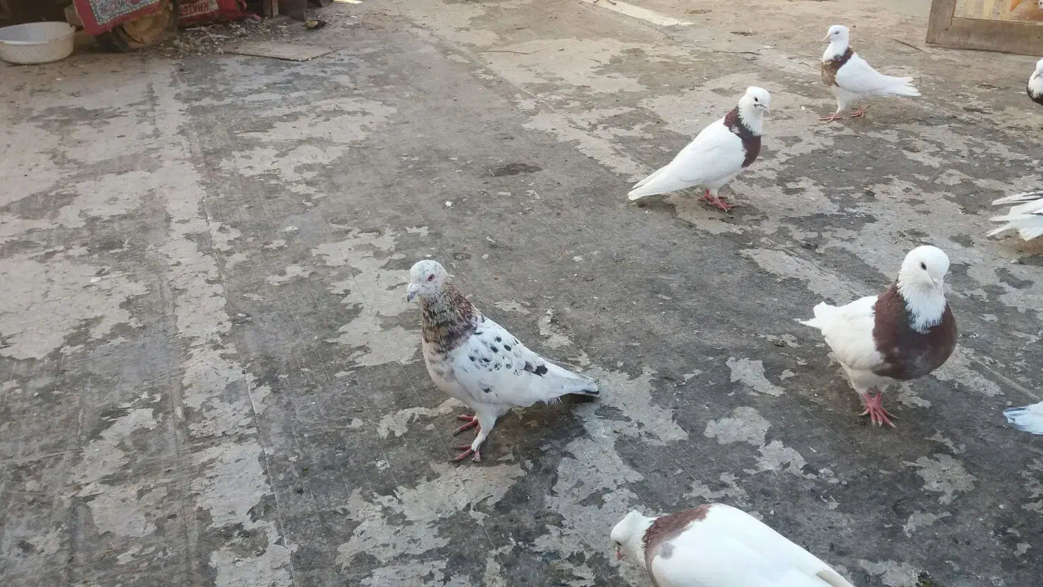 کبوتر|پرنده|خرمشهر, |دیوار