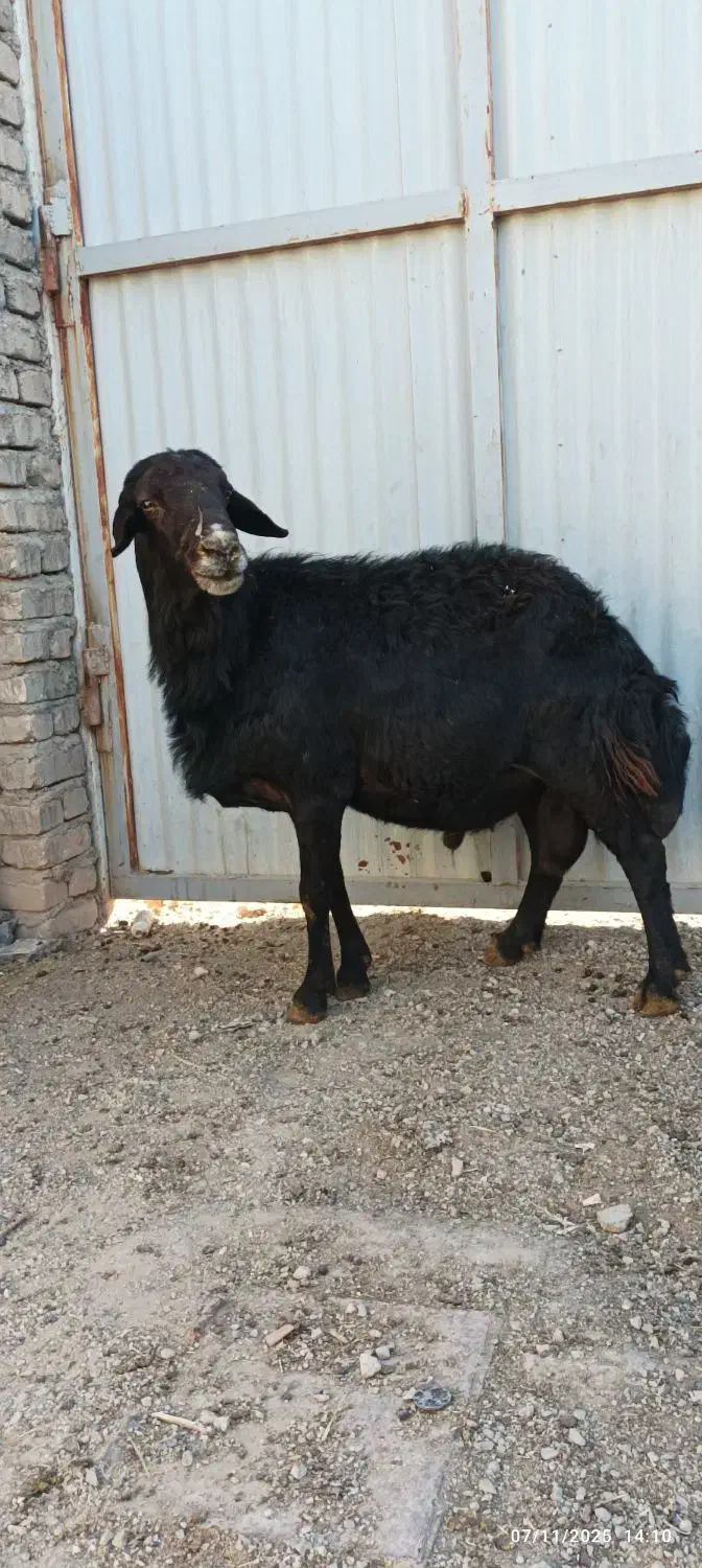 قوچ قزل افشار و قره چال بز سانن|حیوانات مزرعه|کمیجان, |دیوار