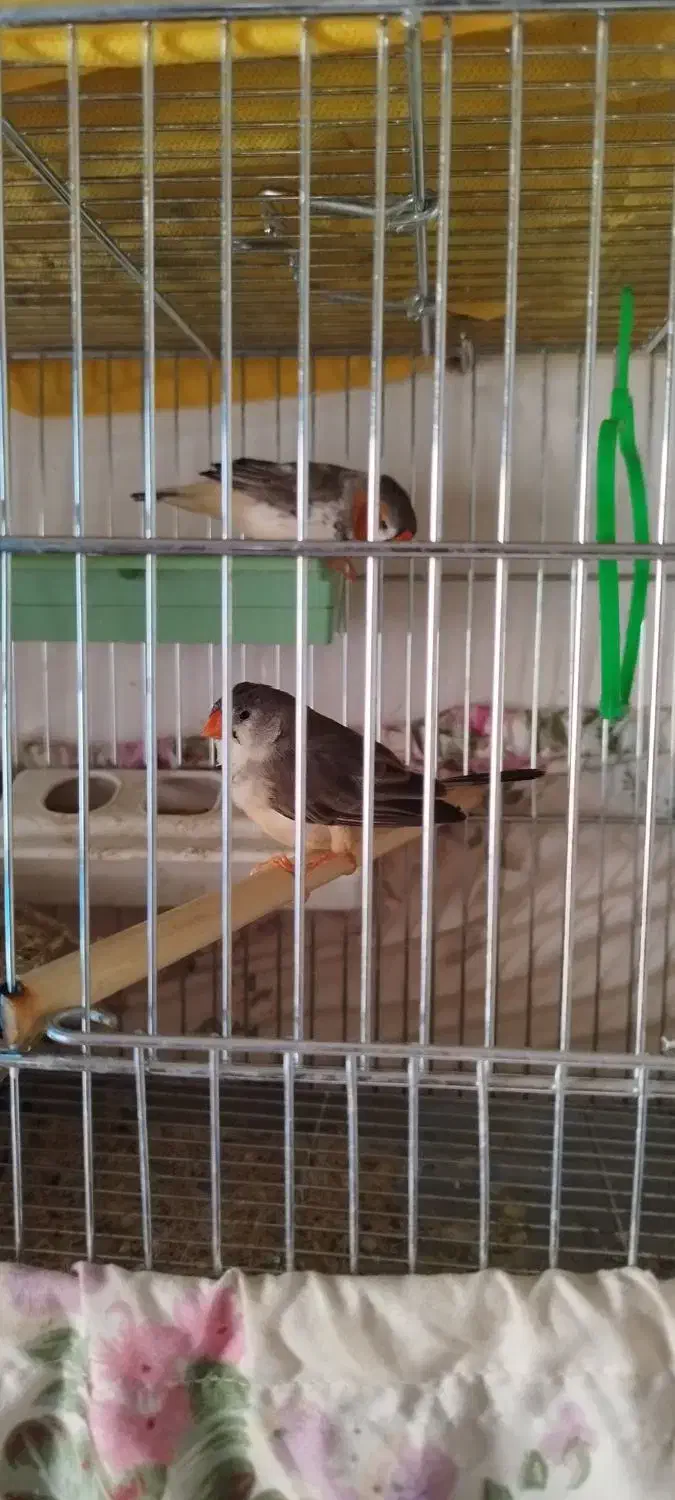 جفت فنچ کینگ|پرنده|فولادشهر, مسکن مهر فولادشهر|دیوار