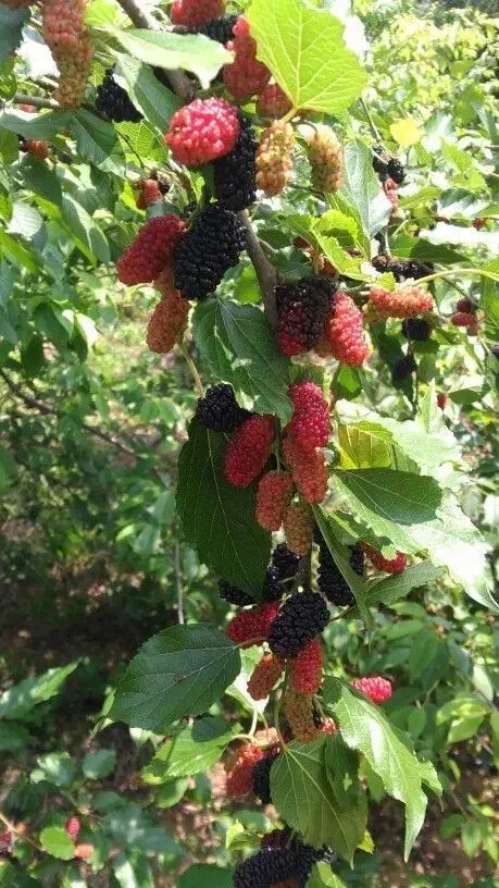 نهالستان دارای ارقام متنوع نهالهای دیرگل|خدمات باغبانی و درختکاری|بیجار, |دیوار