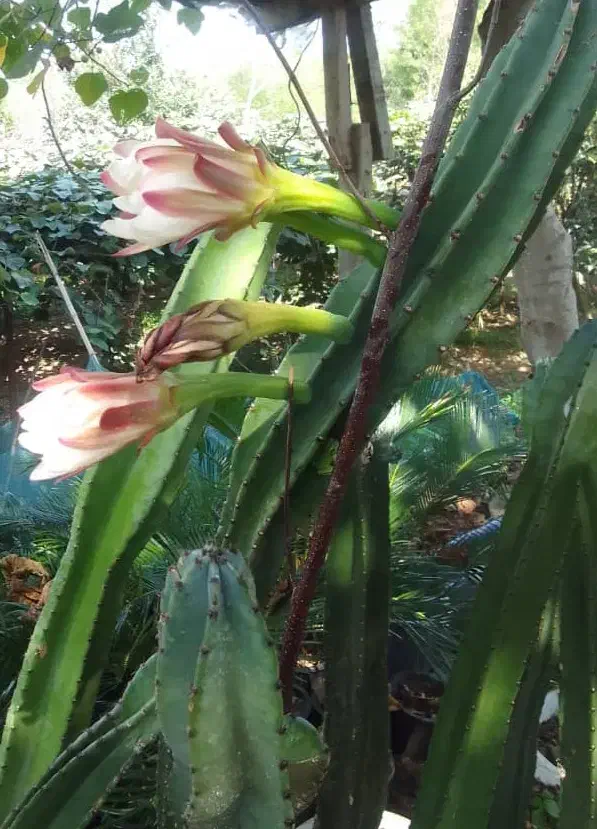 کاکتوس|گل و گیاه طبیعی|کلاچای, |دیوار